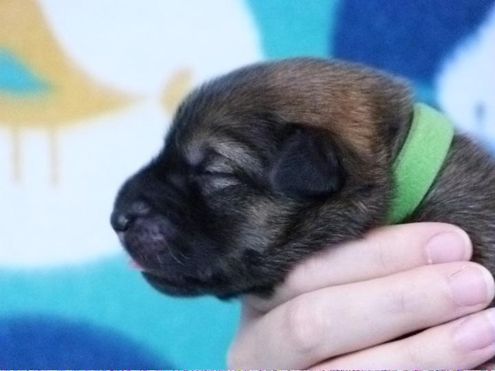 chinook puppy